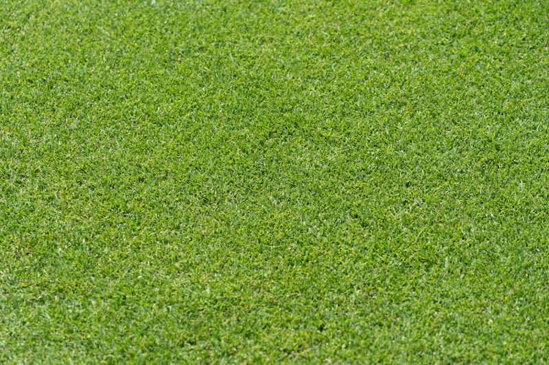 Césped: fotografía real de cultivo