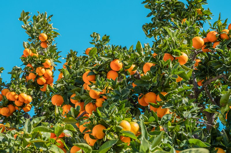 Cítricos: fotografía real de cultivo