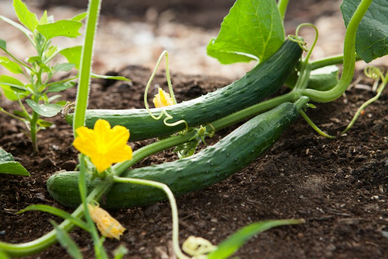 Cucurbitáceas: fotografía real de cultivo