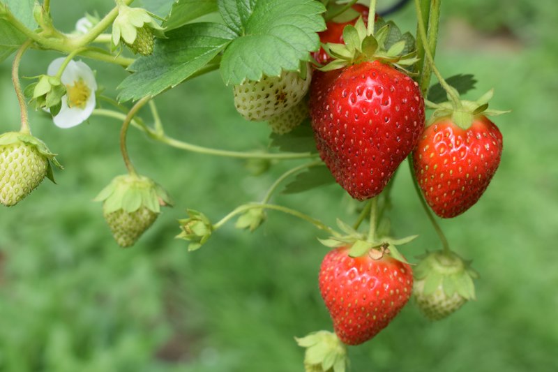 Fresa: fotografía real de cultivo