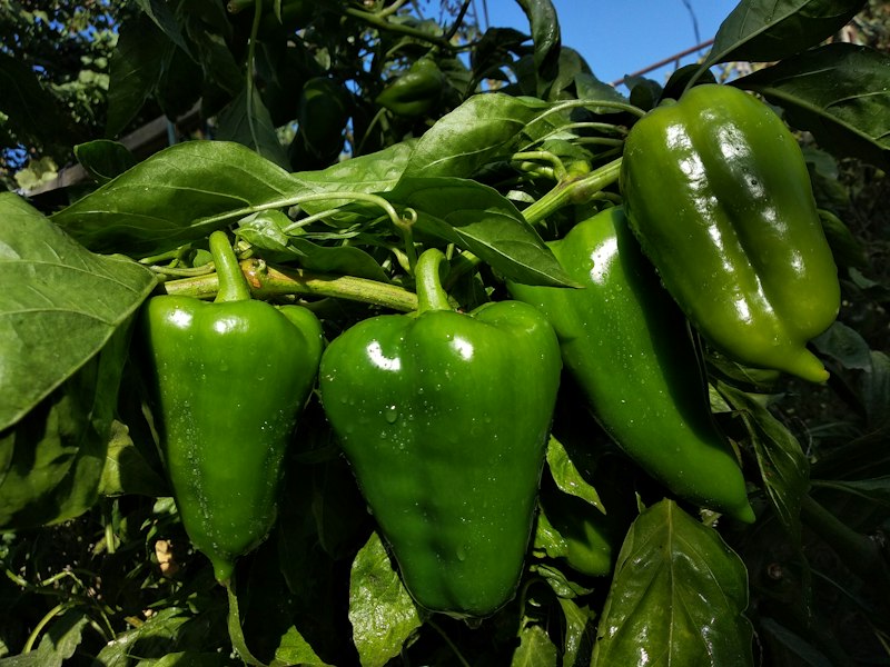 Oídio del pimiento: Leveillula taurica y kit qPCR Cultivo real de pimiento