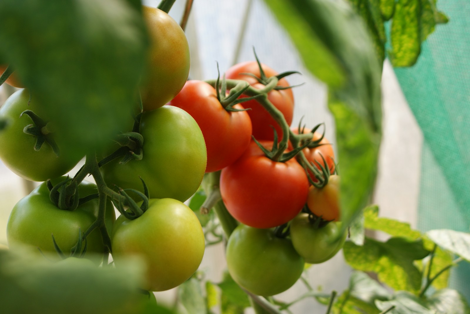 Tomate: fotografía real de cultivo