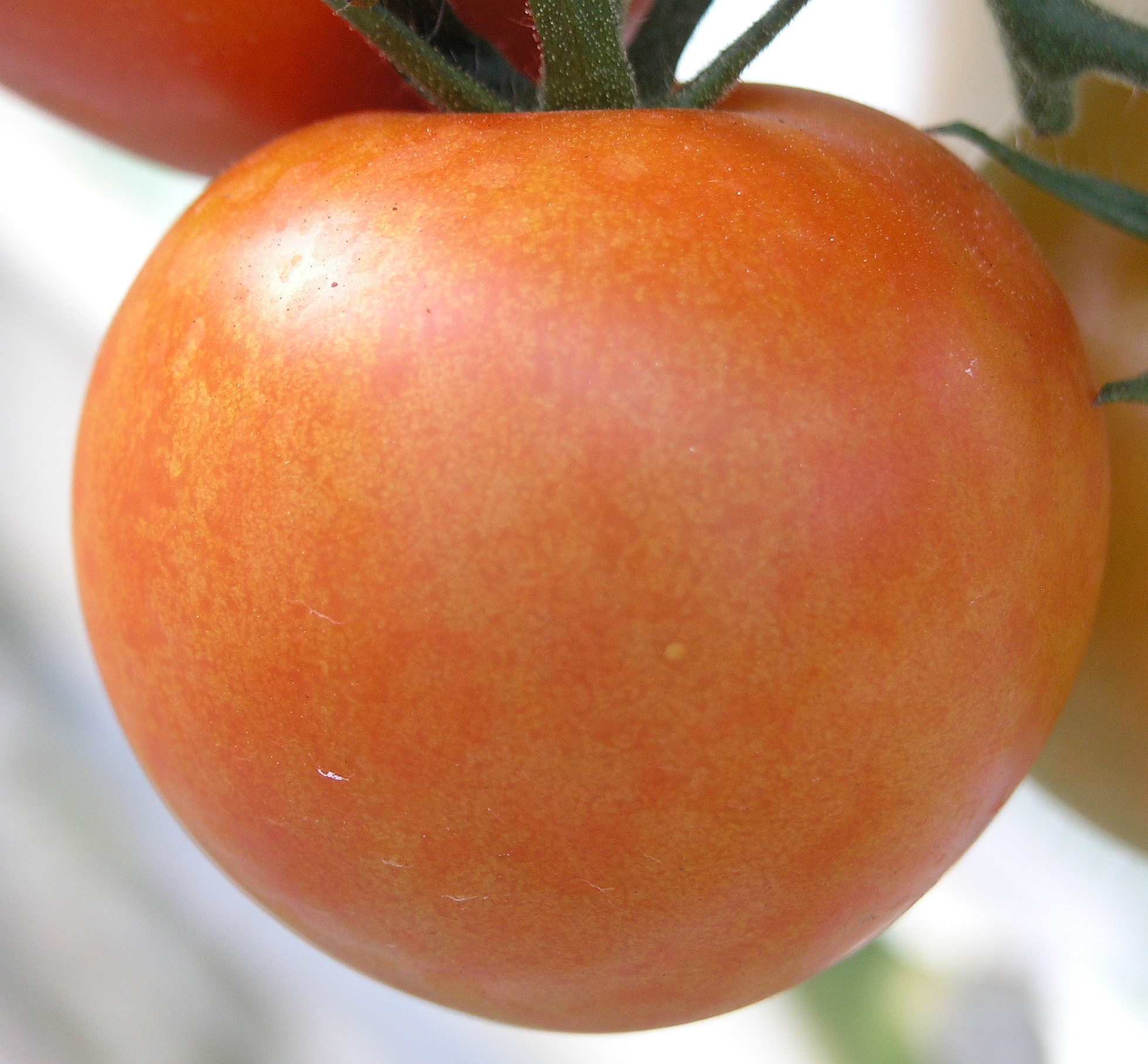 Fruto de tomate con manchas documentadas por PepMV