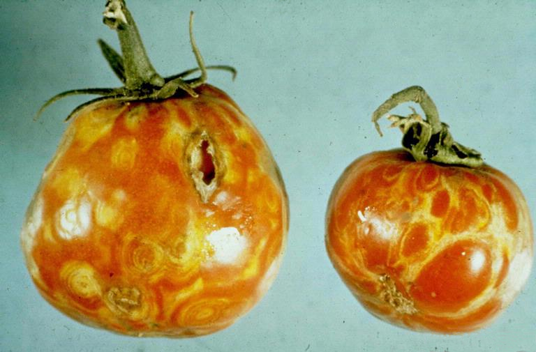 Tomate con síntomas documentados de Tomato spotted wilt virus