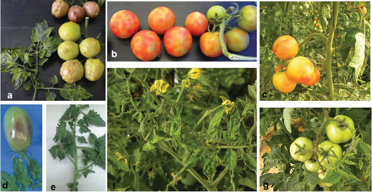 Frutos y hojas de tomate con síntomas documentados de ToBRFV